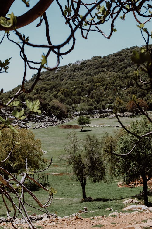 Landscape of a Grass Field and Hills Covered in Trees