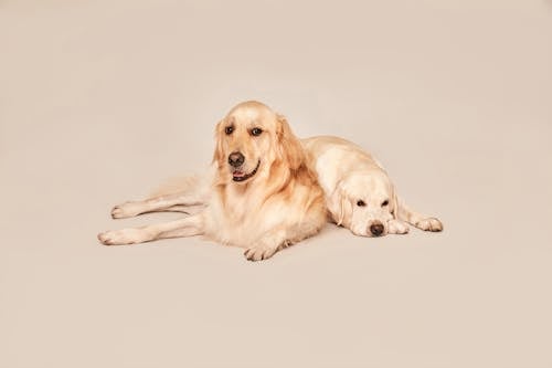 Golden Retrievers Posing in Studio