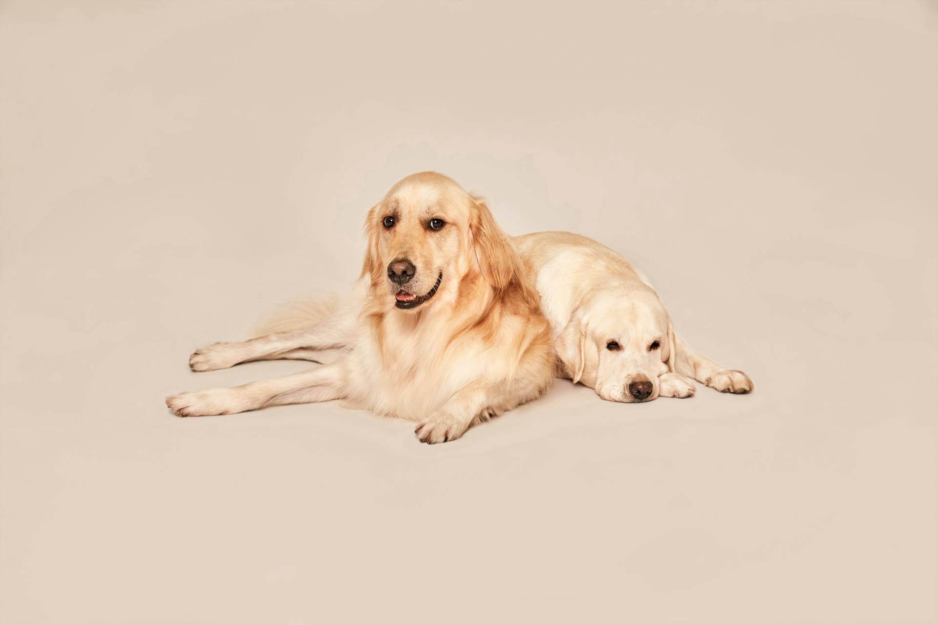 Des golden retrievers posent dans un studio