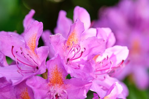 Close-up Photo of an Azalea Flower
