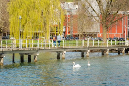 Immagine gratuita di acqua, cigno, laghetto