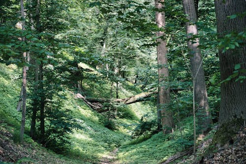 View of a Green Forest 