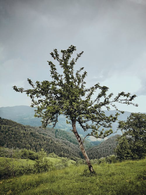 A Tree on the Background of a Green Valley 