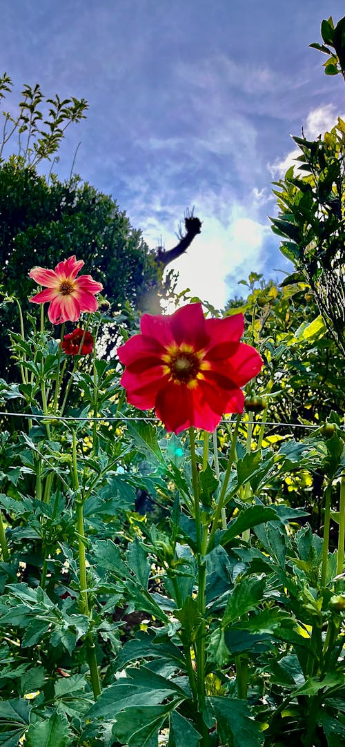 Bahçe, Çiçek bahçesi, güz yaprakları içeren Ücretsiz stok fotoğraf