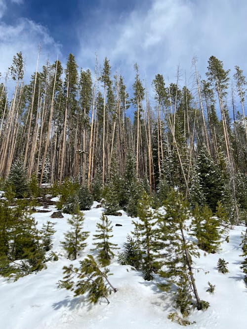 冬季, 垂直拍攝, 山丘 的 免費圖庫相片