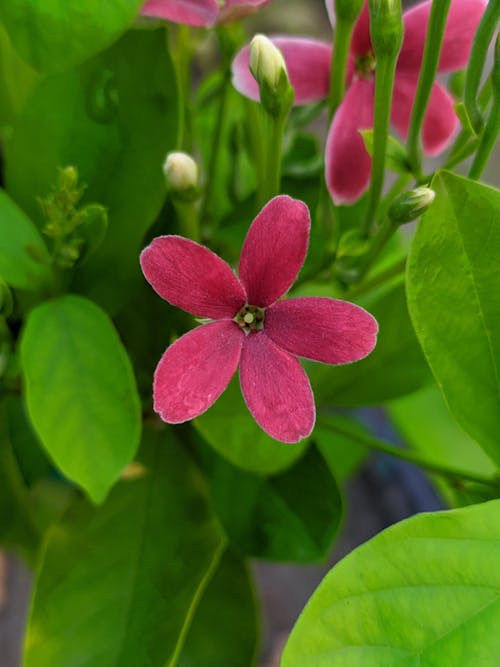 Foto d'estoc gratuïta de bonic, flor, fons de naturalesa