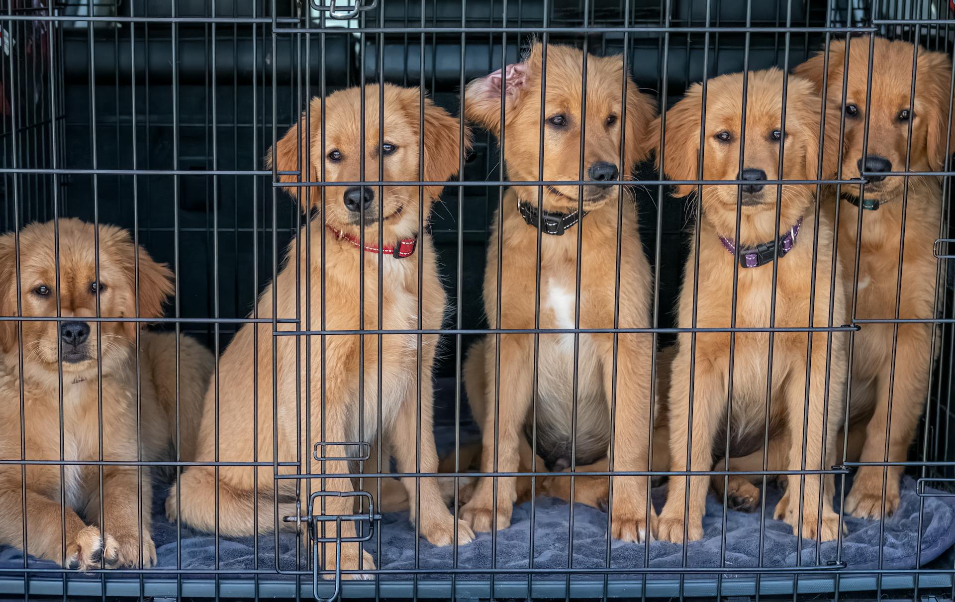 Cinq chiots dans une cage