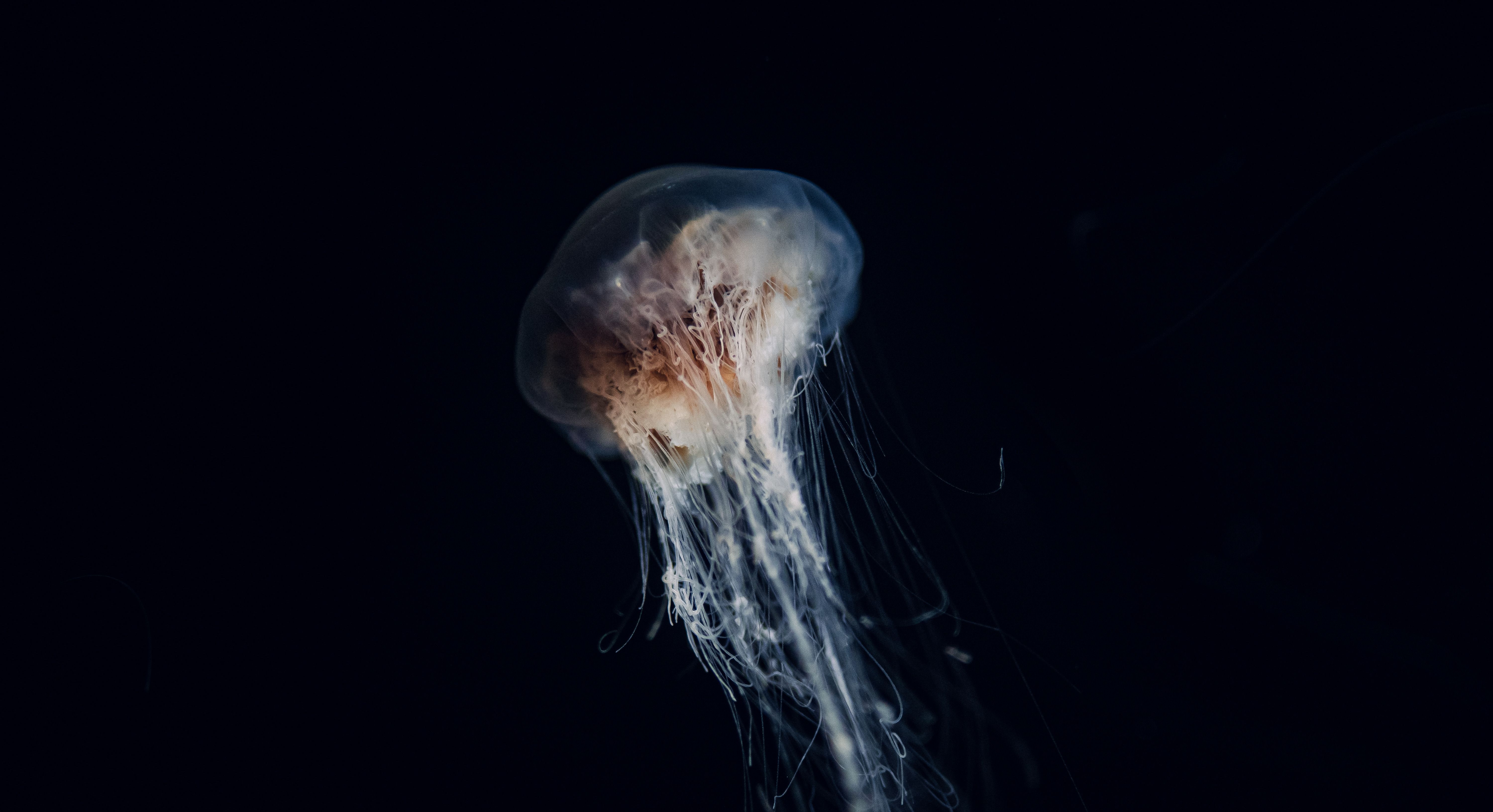 Kalad saavad bioluminestsentsi omaks teiselt liigilt