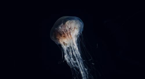 Free Close-up of an ethereal jellyfish gracefully floating in dark, deep waters. Stock Photo