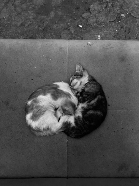 Black and white photo of two kittens sleeping together in İstanbul, Türkiye.
