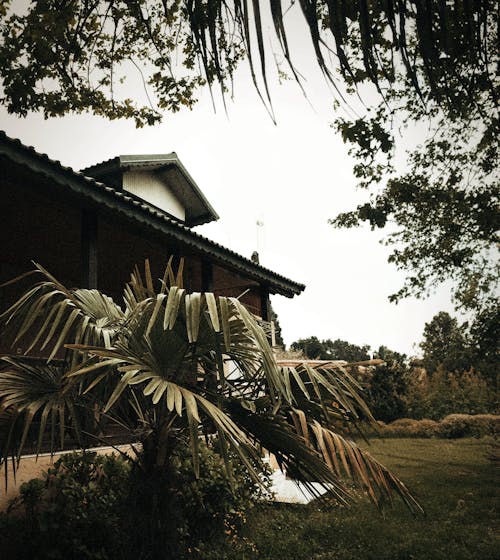 Small Palm Tree in front of a Residential Building 