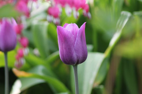 Close-up of a Tulip Flower 