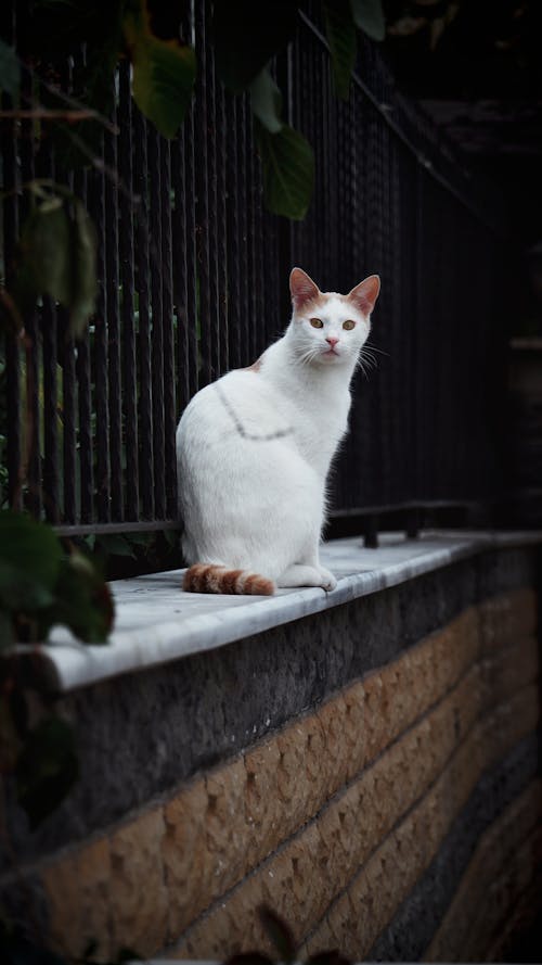 A White and Orange Cat Sitting on a Wall 