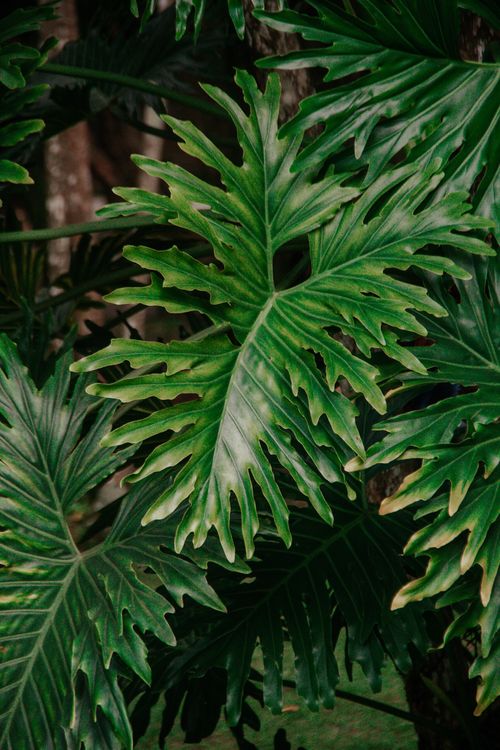 Free A detailed close-up of vibrant green philodendron leaves in a natural setting. Stock Photo