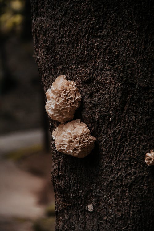 Close up of Mushrooms on Tree Bark