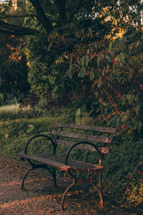Free Empty wooden bench surrounded by lush green plants in a serene park setting, perfect for relaxation. Stock Photo