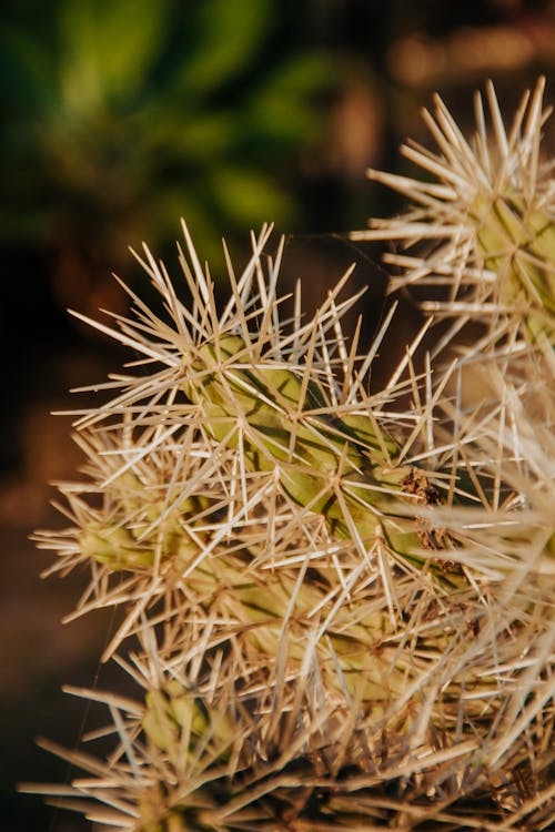 Close up of Cactus Spikes