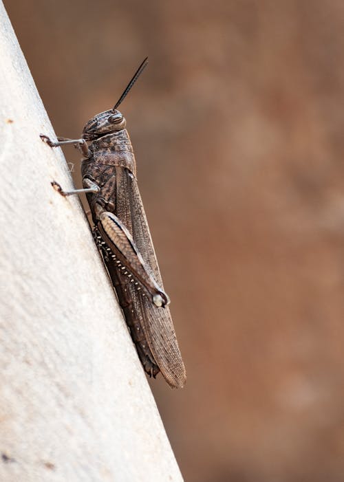Close up of Grasshopper