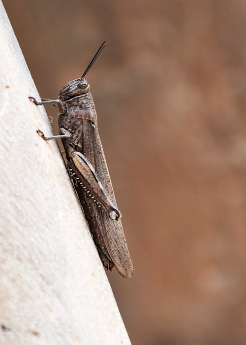 Imagine de stoc gratuită din a închide, animal, fotografiere verticală