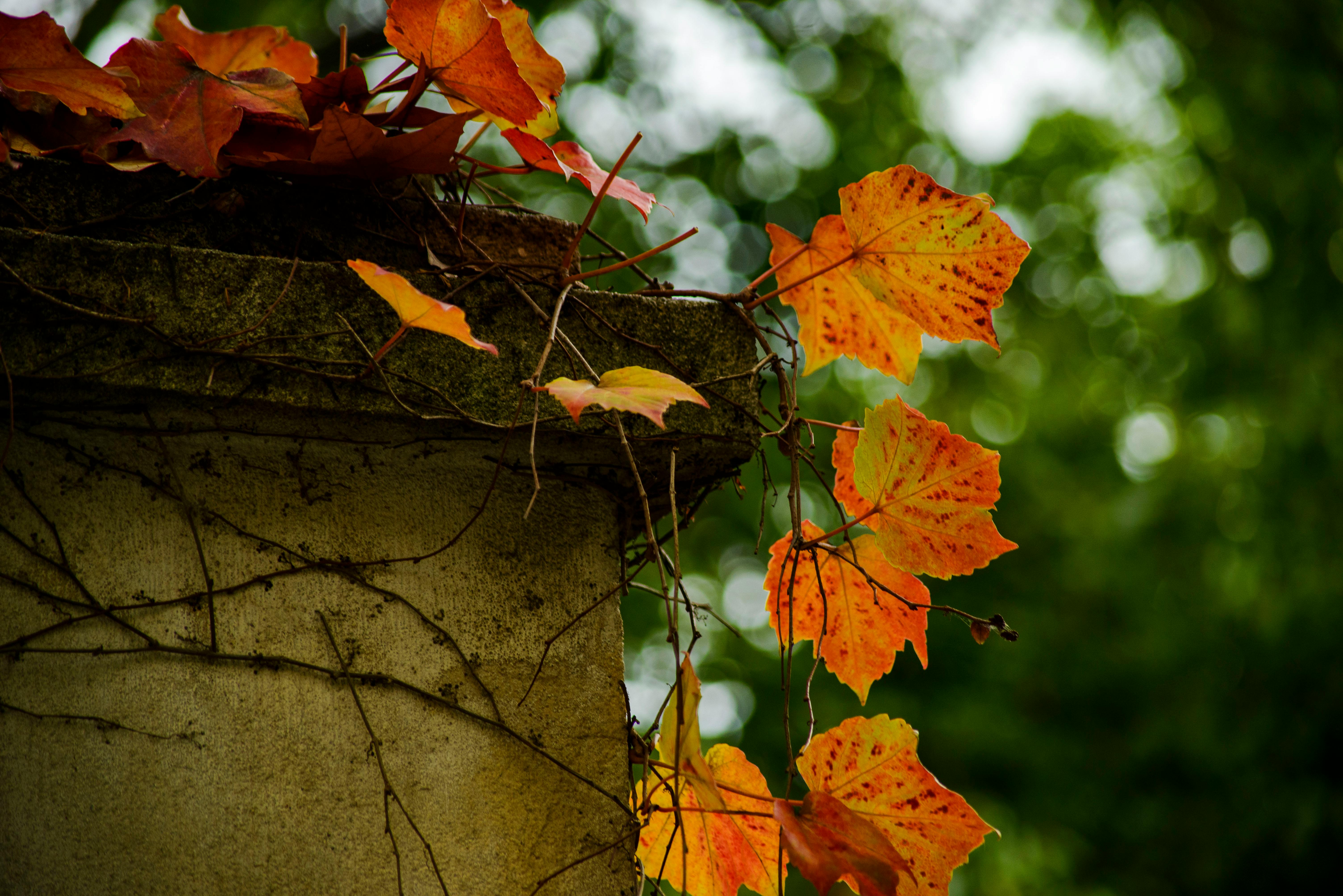 Vibrant orange and red autumn leaves cling to a concrete wall, showcasing nature's beauty.