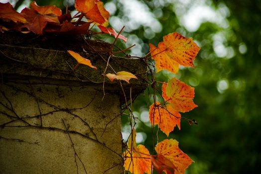 Vibrant orange and red autumn leaves cling to a concrete wall, showcasing nature's beauty.