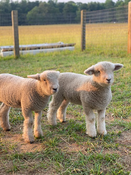 Close-up of Little Lambs in the Pasture 