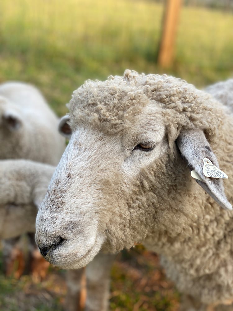 Close Up Of Sheep Head