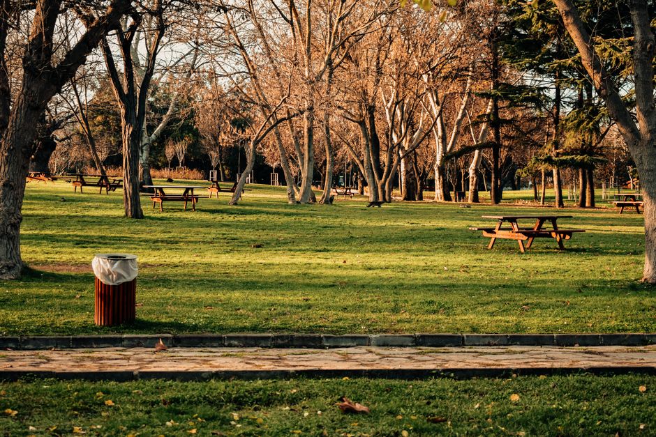 Serene autumn park with leafless trees and picnic benches under warm sunlight.