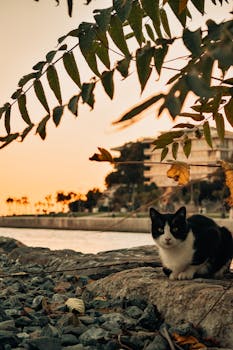 A serene cat rests on the rocks by the İstanbul seacoast under a vibrant sunset sky.