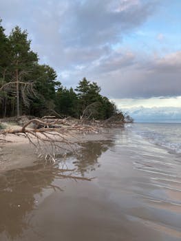 A tranquil beach scene featuring fallen trees, calm sea, and an overcast sky, captured outdoors.