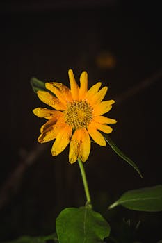 A beautiful sunflower with water droplets captured in a garden setting.
