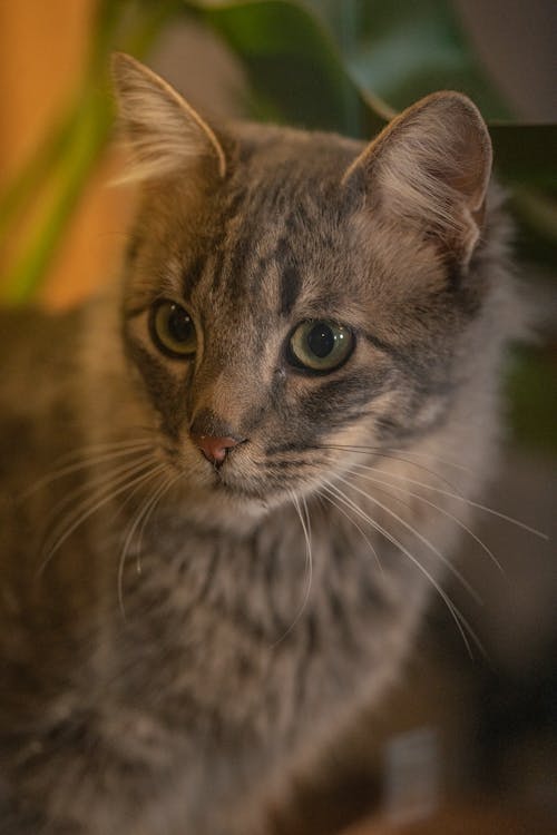 Close up of Cat Head