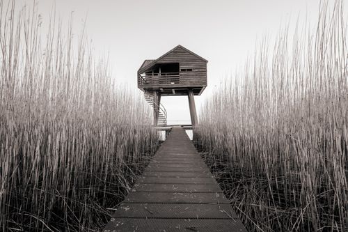 Free Black and white photo of a wooden cabin on stilts surrounded by tall reeds at twilight in Drieborg, Netherlands. Stock Photo