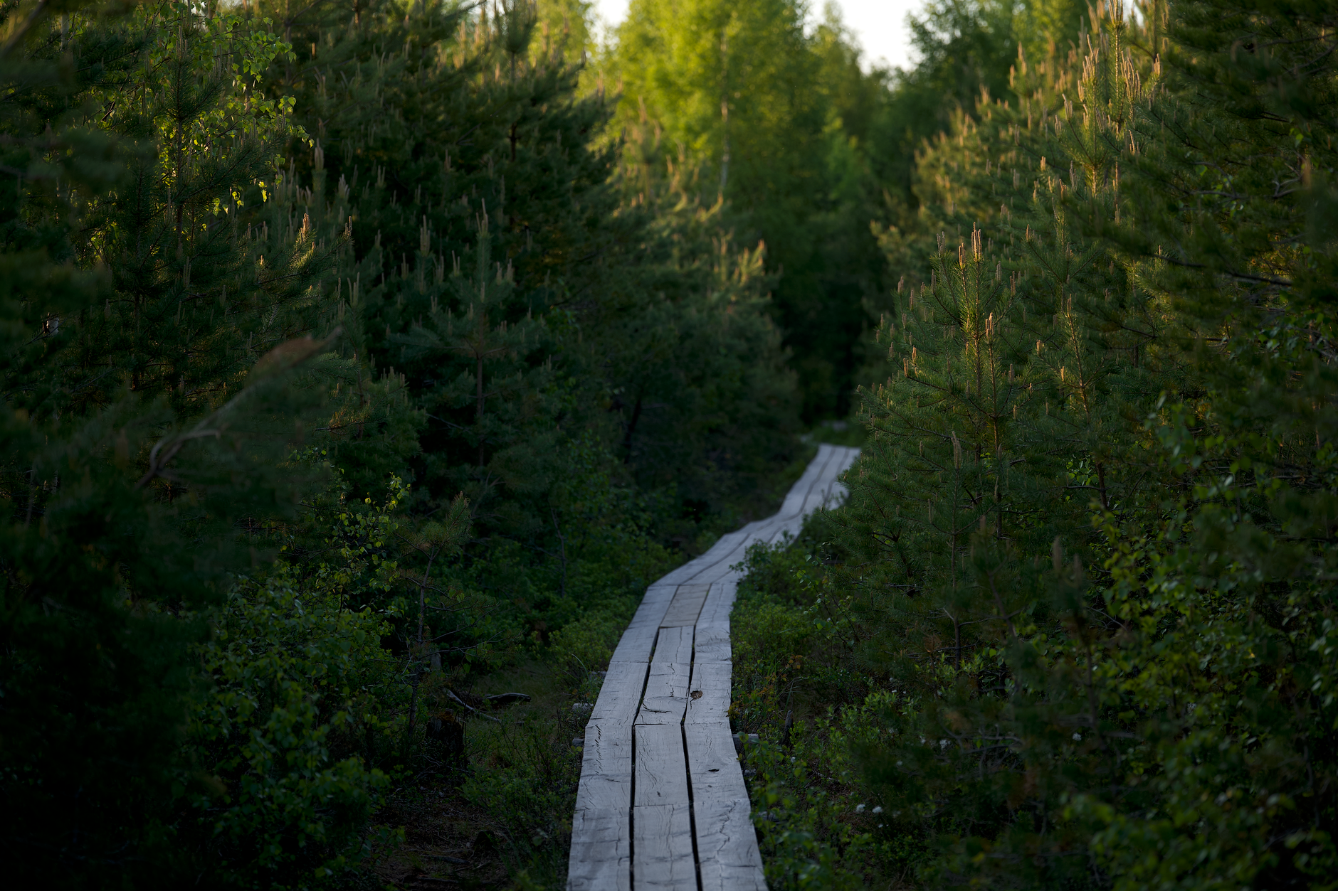 A wooden boardwalk winding through dense evergreen forest