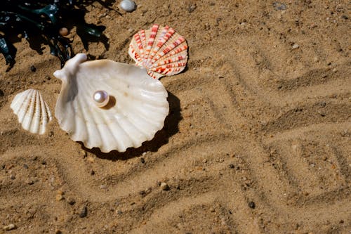 Close-up of Seashells and a Pearl Lying on Sand 