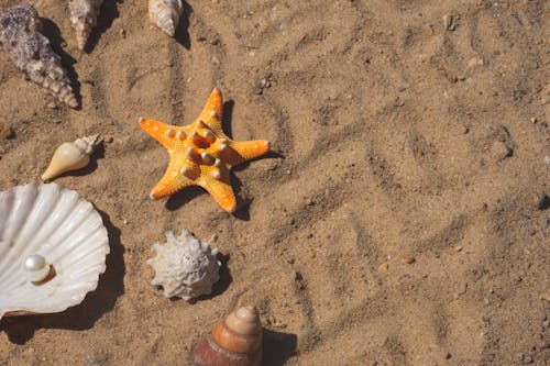 Starfish and Shells on Sand