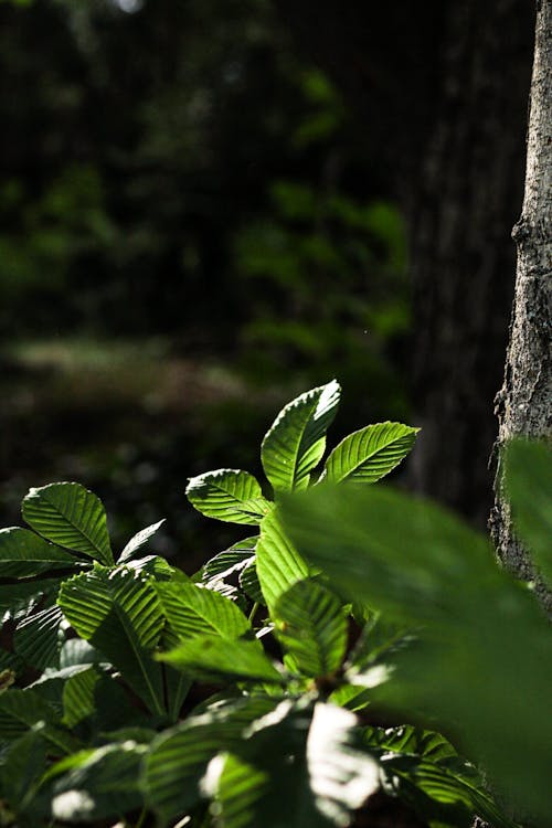 Lush Green Chestnut Leaves