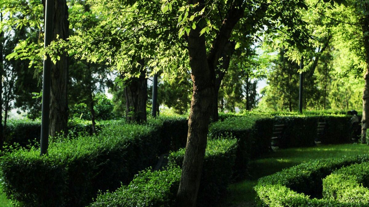 Impact de la nature sur la santé mentale
