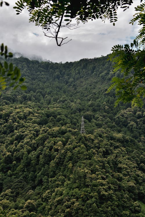 คลังภาพถ่ายฟรี ของ ต้นไม้, ธรรมชาติ, ภูเขา