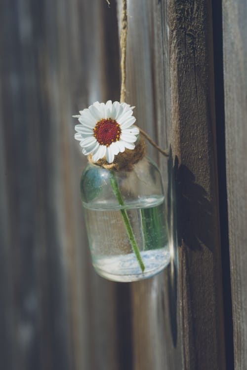 Close-up of a Flower in a Glass Bottle Hanging on a Rope on the Background of a Wooden Wall 