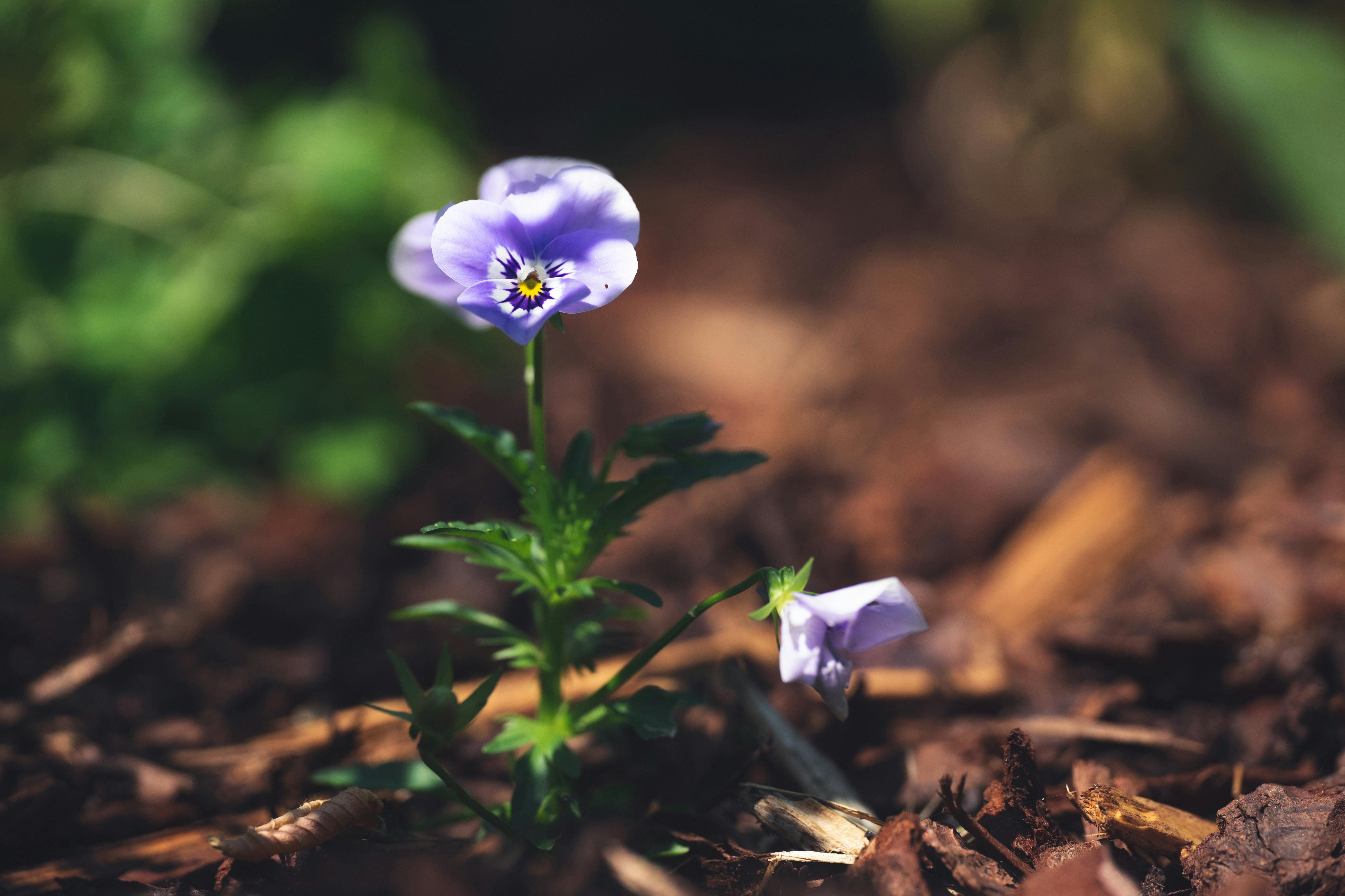 Soil Testing Photos, Download The BEST Free Soil Testing Stock Photos