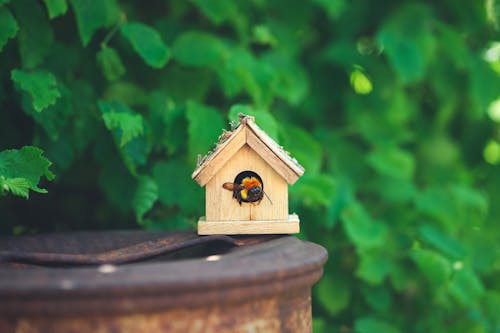 Bee in Small, Wooden Birdhouse