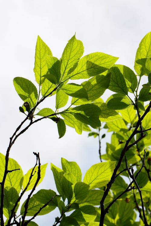 Close-up of Tree Branches with Bright Green Leaves 
