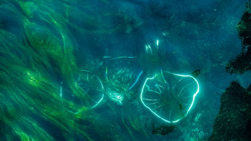 Free A bicycle rests underwater, surrounded by vibrant aquatic plants, creating a surreal sunken scene. Stock Photo