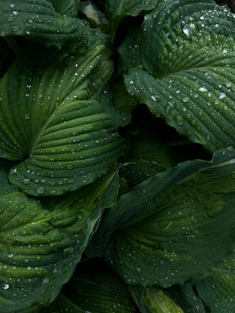 Large Green Leaves Covered In Water Droplets