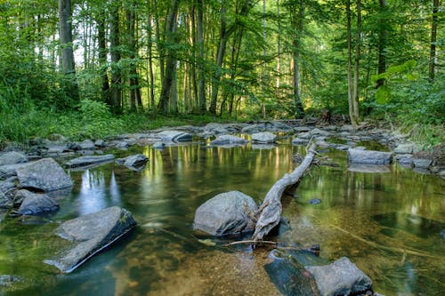 View of a Body of Water with Large Rocks in a Green Forest 