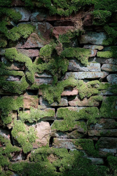 Moss on an Old Brick Wall