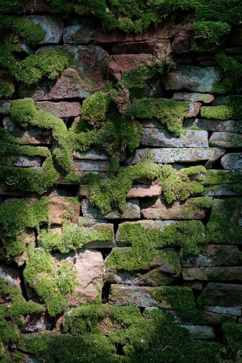 Free A close-up of an abandoned moss-covered brick wall in Penrith, United Kingdom. Stock Photo