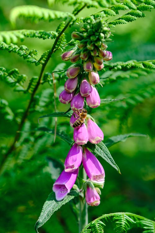 Immagine gratuita di avvicinamento, digitale, fiori