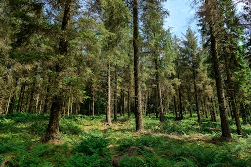 Fotos de stock gratuitas de bosque, conífero, crecimiento